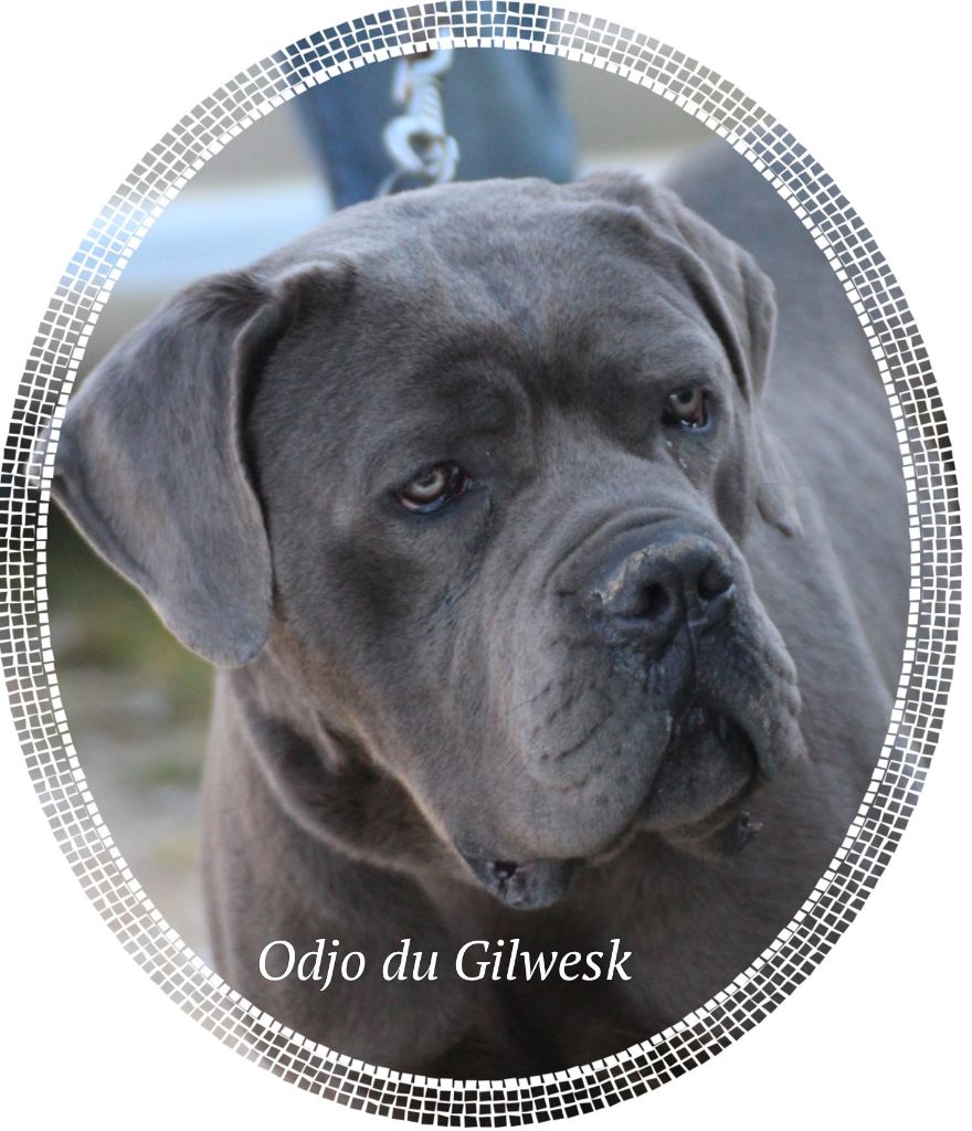 Odjo du Gilwesk