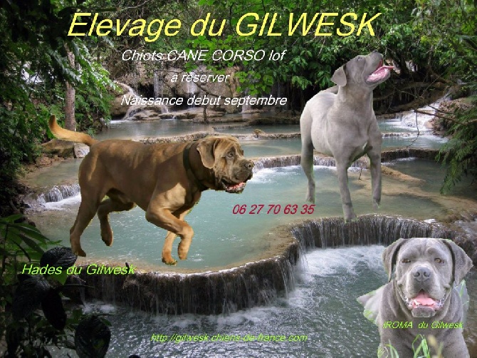 du Gilwesk -  A RESERVER   CHIOTS POUR DEBUT SEPTEMBRE  