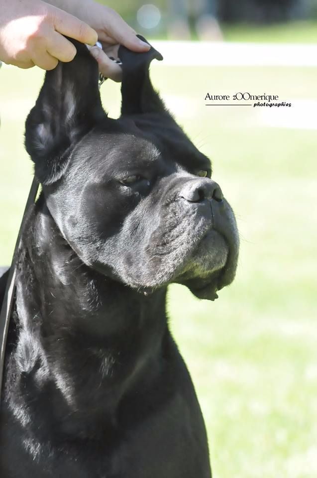 du Gilwesk - LES GILWESK ont encore  brillé  au Cane corso Day french  mai 2017