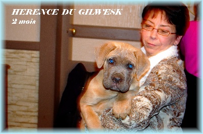 du Gilwesk - HERENCE  du gilwesk 2 mois en visite 