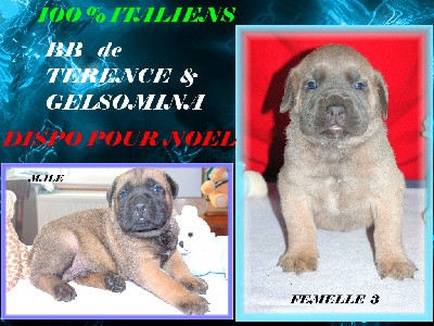 du Gilwesk - chiots  TEO & MINA  dispo pour  NOEL :!