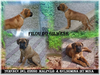 du Gilwesk - nouvelles de filou du gilwesk !