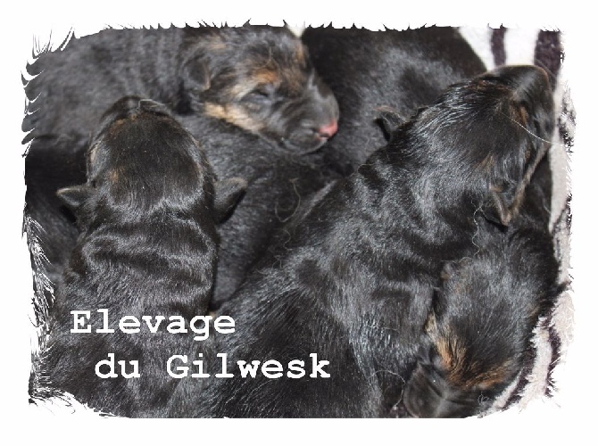 du Gilwesk - A  RESERVER  5 BEBES  BERGER  ALLEMAND