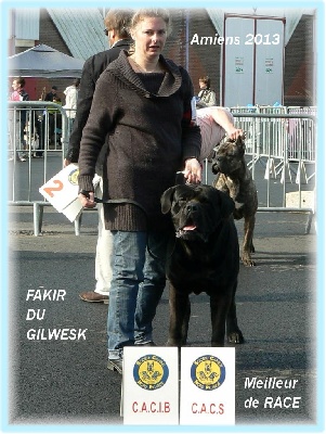 du Gilwesk - FAKIR  CACS CACIB BOB  amiens 2013