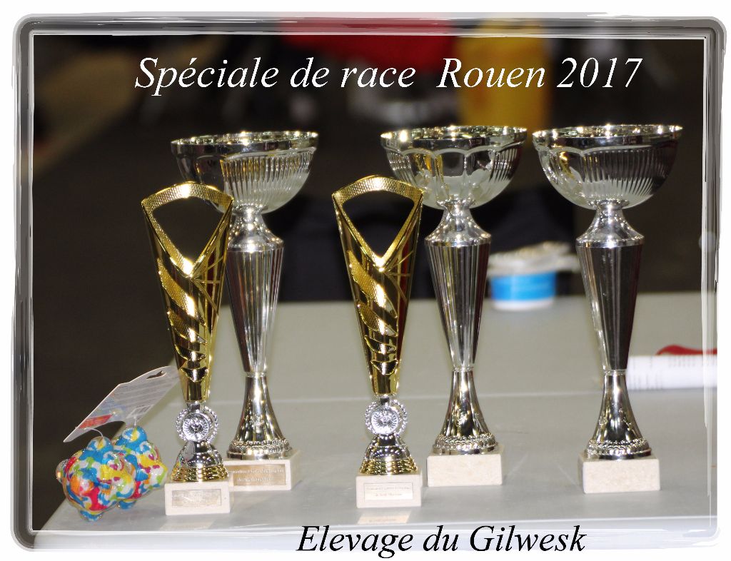 du Gilwesk - LES GILWESK  a  l honneur  spéciale de Rouen 2017