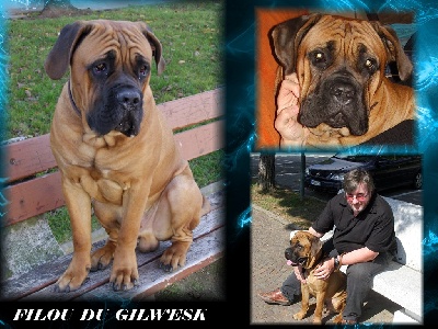 du Gilwesk -  des nouvelles de FILOU du gilwesk