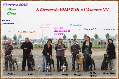 du Gilwesk - l 'elevage a l honneur  CACS  BOB Chartres 2013