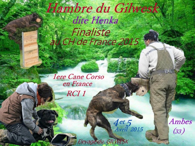 du Gilwesk - HAMBRE   en finale  au ch de france  RCI 1