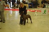 - paris dog show 2010 !!!!