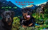  -  CHIOTS ROTTWEILER  LOF A RESERVER  