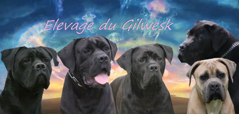 du Gilwesk - les GILWESK ont brillé de nouveau  au CANE CORSO DAY  2 