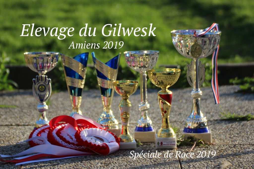 du Gilwesk - LES GILWESK  a  l honneur   lors de la spéciale d AMIENS 2019 