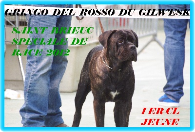 du Gilwesk -   GRINGO 1er  cl jeune pour sa 1ere expo !!!!