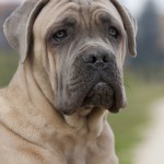 du Gilwesk -  TERENCE le CANE CORSO du site ROYAL CANIN!!!