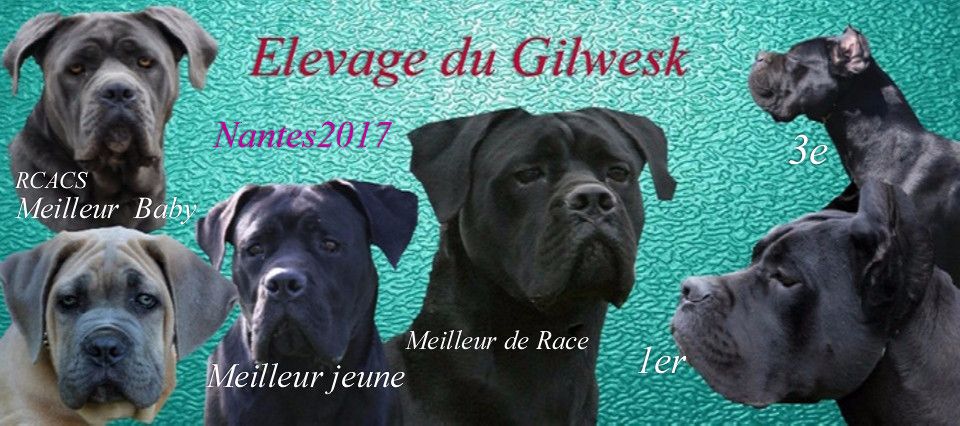 du Gilwesk - LES GILWESK ont encore  brillé  a la spéciale de race NANTES 17