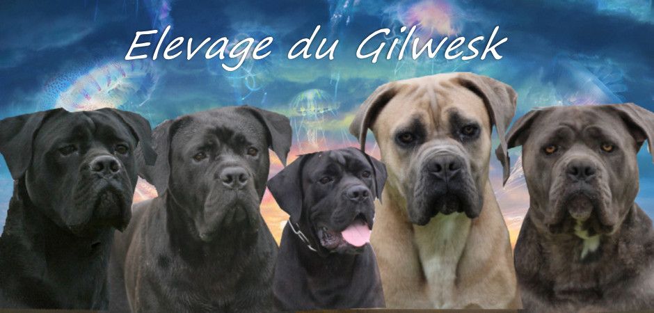 du Gilwesk - LES GILWESK  a  l honneur   speciale  de Chartres 2018