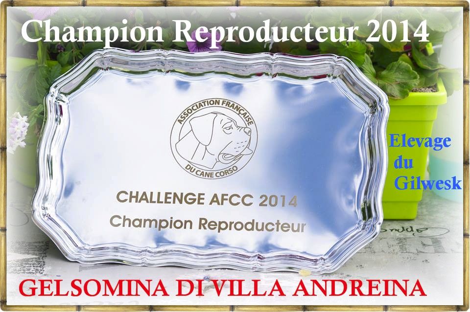 du Gilwesk - CHAMPION REPRODUCTEUR AFCC 2014