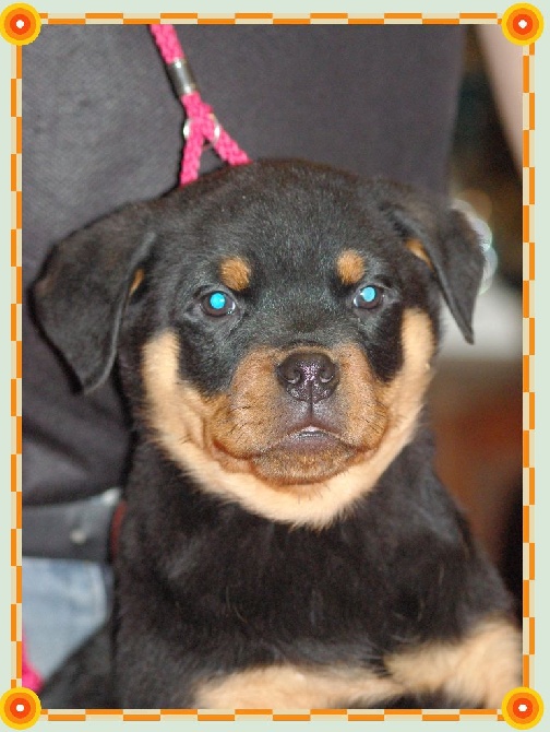 du Gilwesk -   5 chiots   disponibles de  suite  !!!!