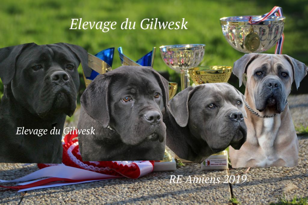 du Gilwesk - LES GILWESK A L HONNEUR  RE 2019