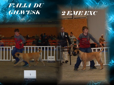 du Gilwesk - FALIA DU GILWESK 2 EME  EXC nantes 2011