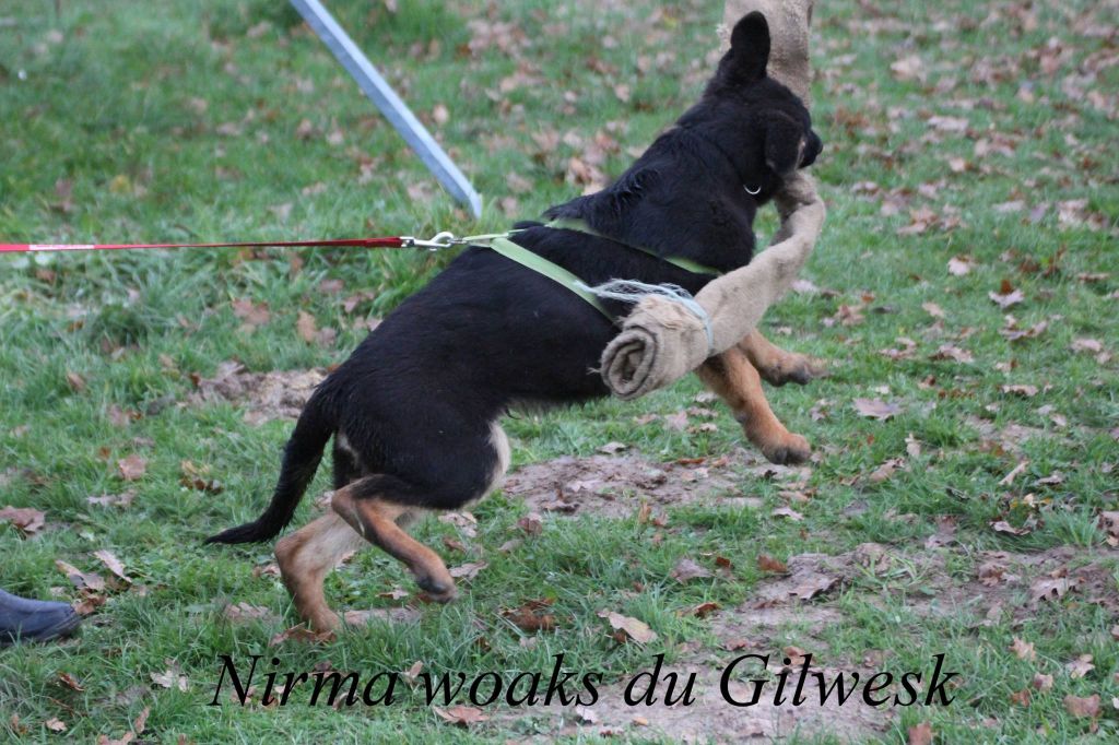 Nirma woaks du Gilwesk