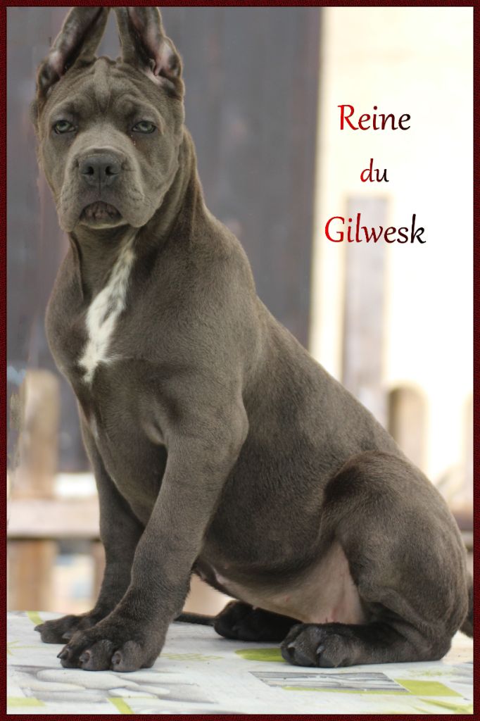 Reine du Gilwesk