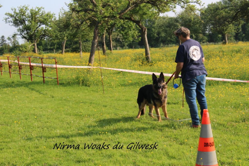 Nirma woaks du Gilwesk