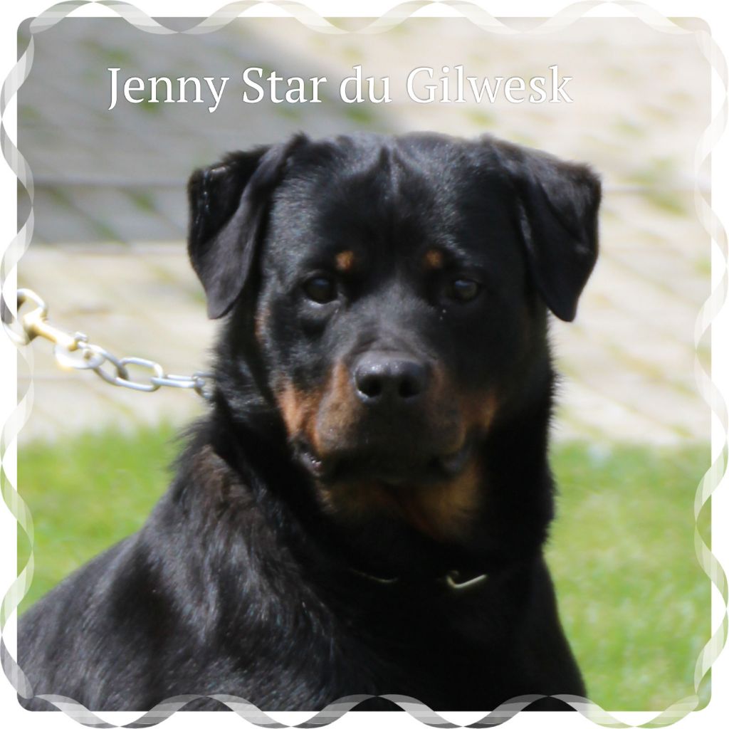 Jenny star du Gilwesk