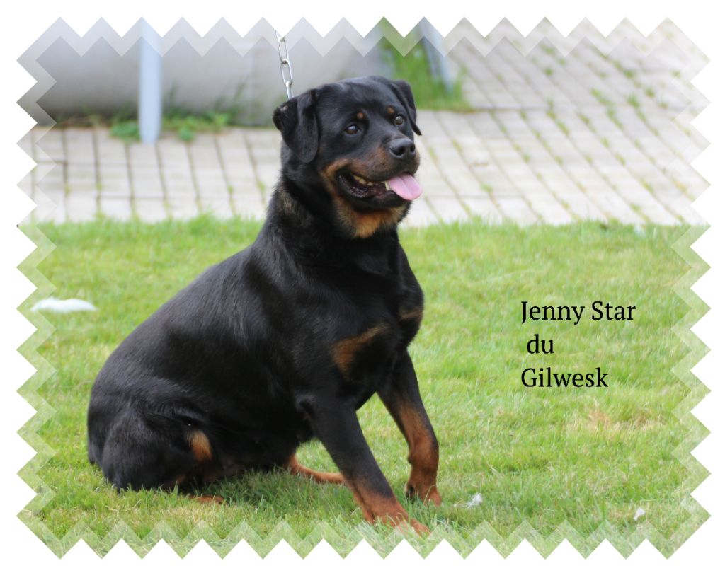 Jenny star du Gilwesk