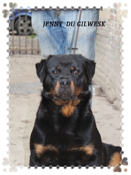 Jenny star du Gilwesk