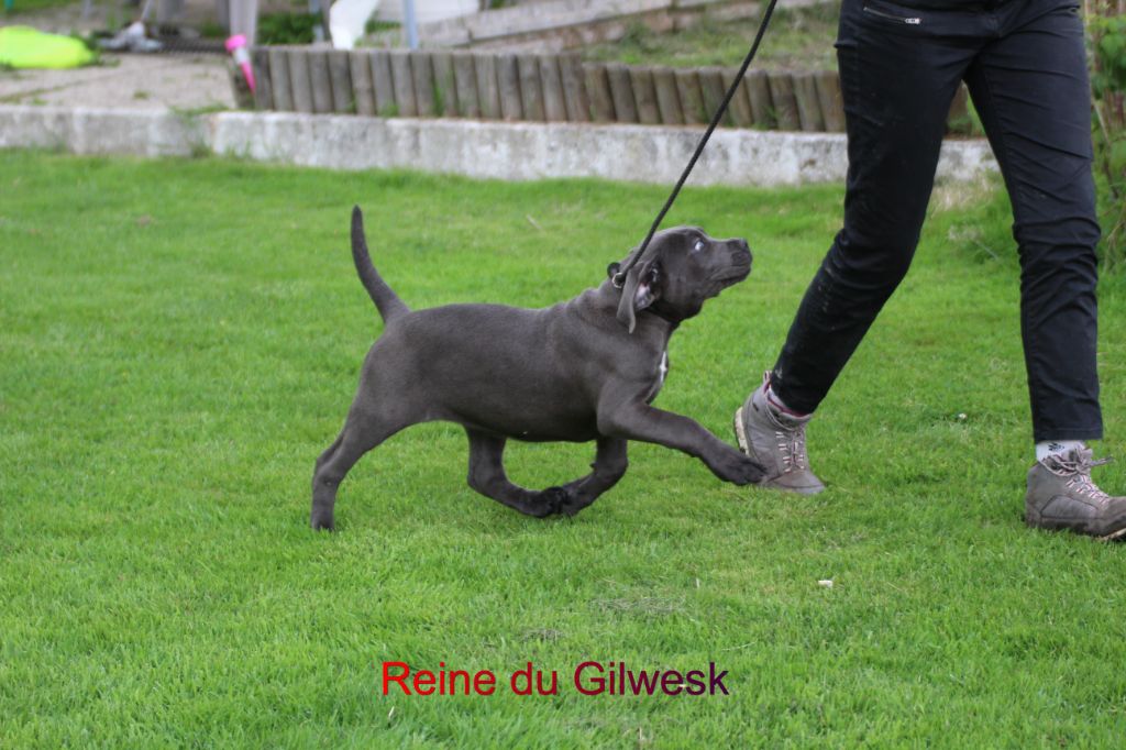 Reine du Gilwesk