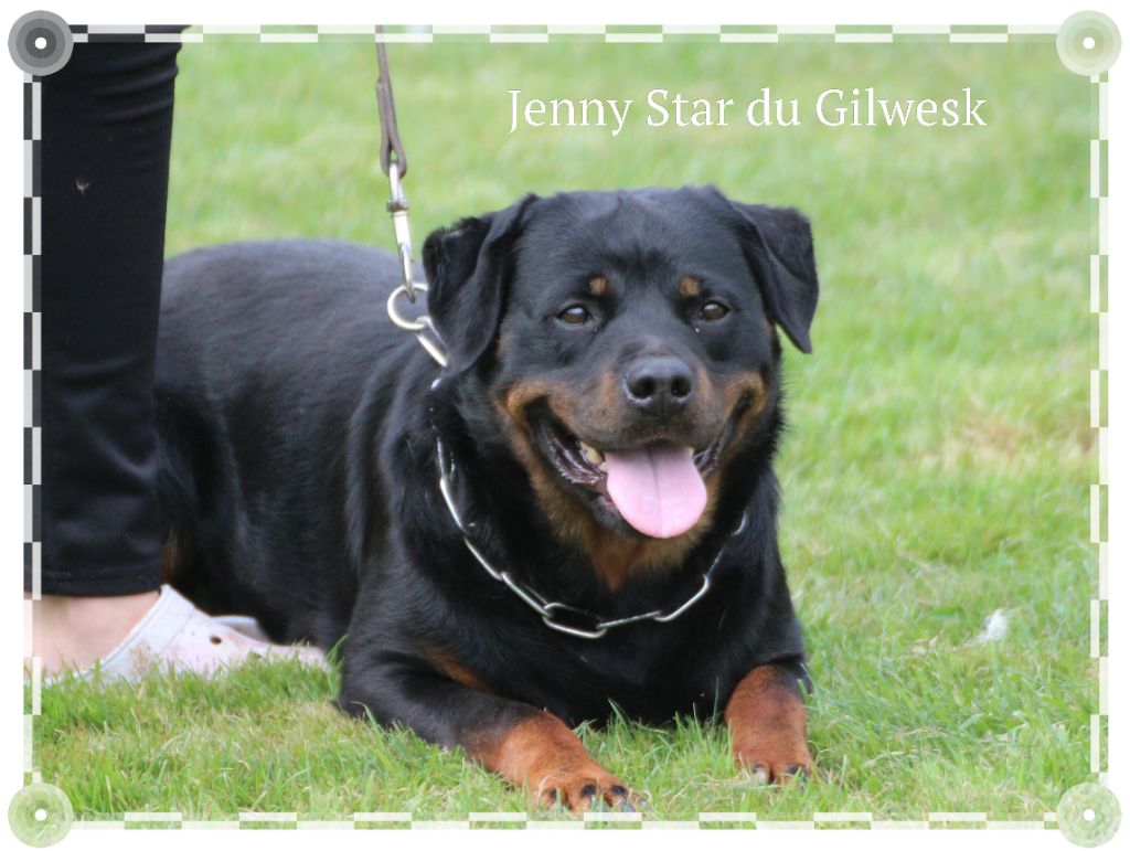 Jenny star du Gilwesk