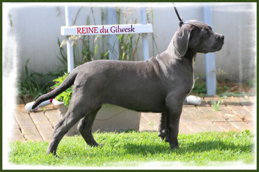 Reine du Gilwesk