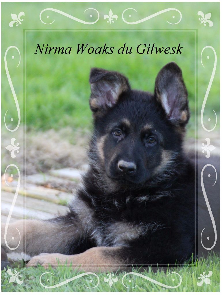 Nirma woaks du Gilwesk