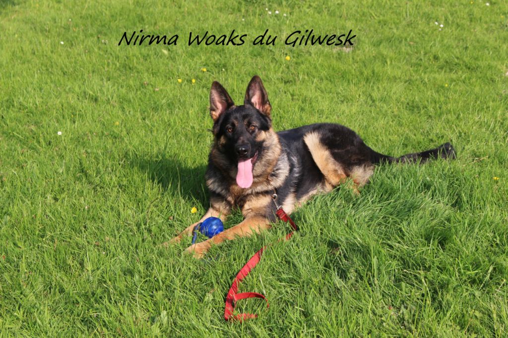 Nirma woaks du Gilwesk