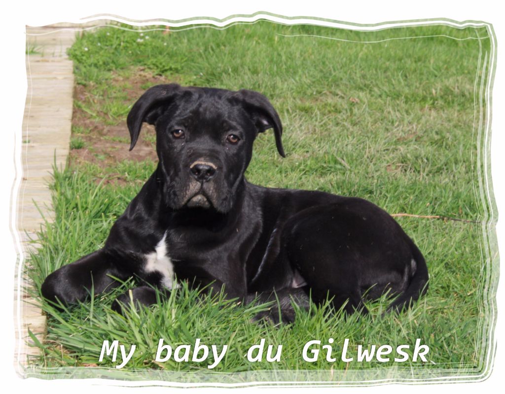 My  baby du Gilwesk