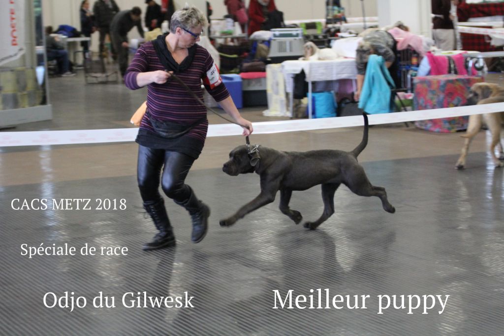 Odjo du Gilwesk