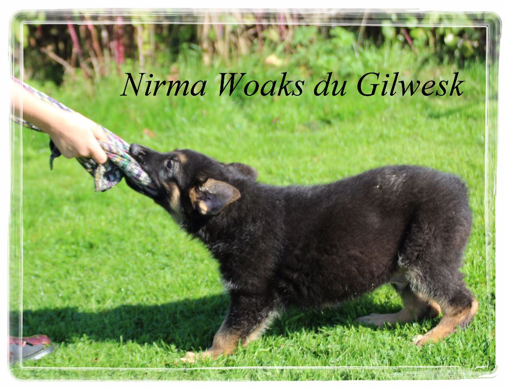 Nirma woaks du Gilwesk