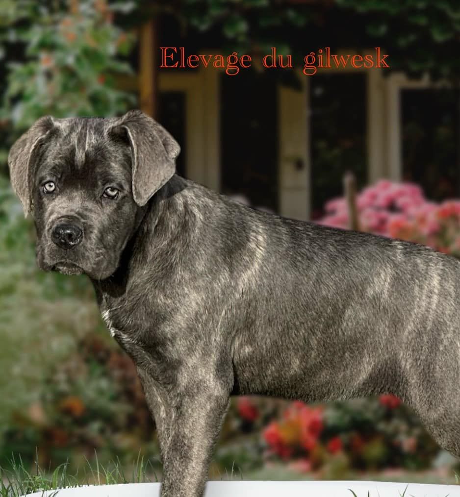 du Gilwesk - Chiot disponible  - Cane Corso