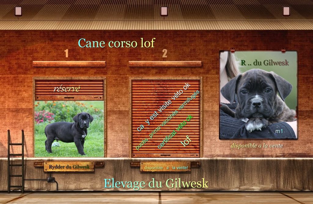 du Gilwesk - Cane Corso - Portée née le 26/08/2020