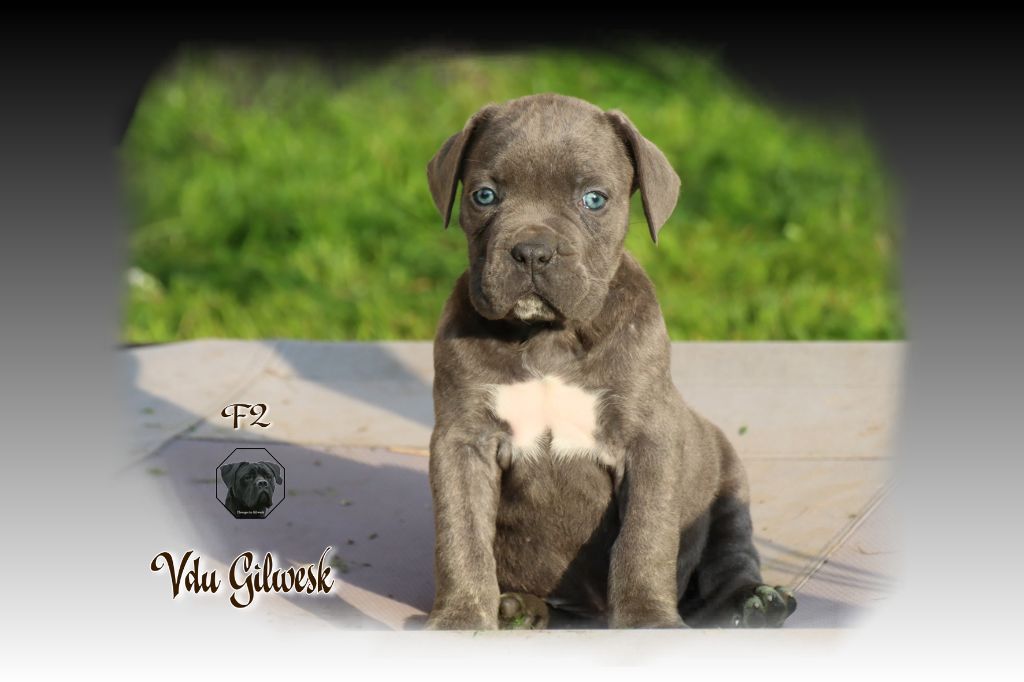 du Gilwesk - Chiot disponible  - Cane Corso