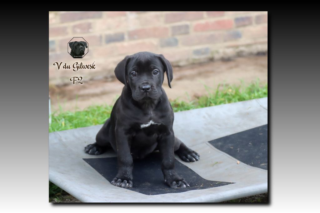 du Gilwesk - Chiot disponible  - Cane Corso