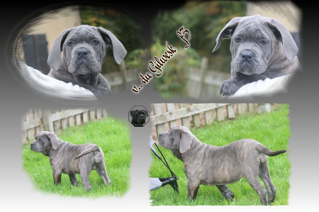 du Gilwesk - Chiot disponible  - Cane Corso