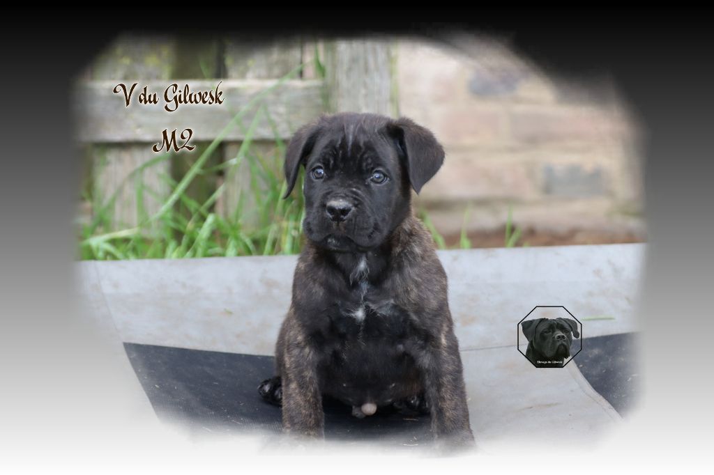 du Gilwesk - Chiot disponible  - Cane Corso