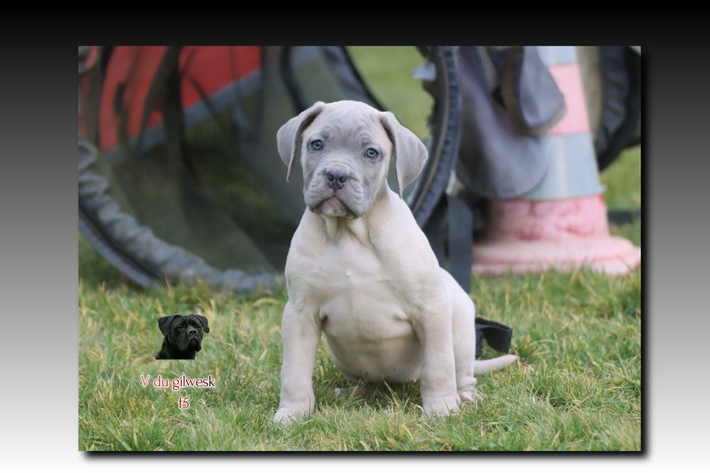 du Gilwesk - Chiot disponible  - Cane Corso