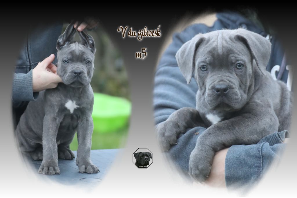 du Gilwesk - Chiot disponible  - Cane Corso