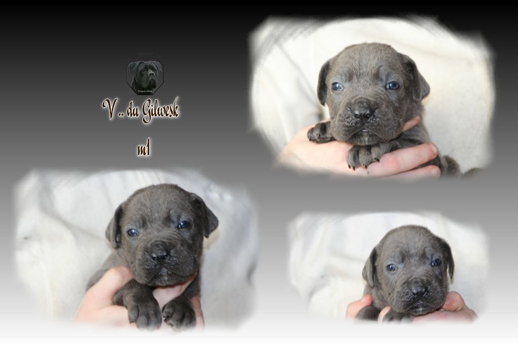 du Gilwesk - Chiot disponible  - Cane Corso