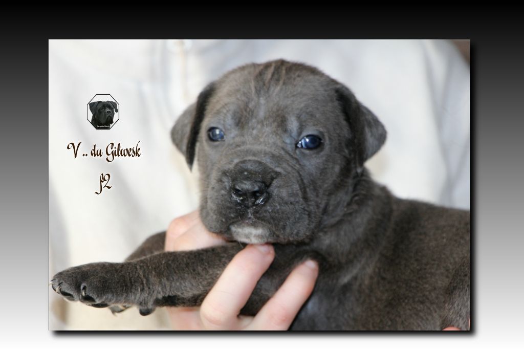 du Gilwesk - Chiot disponible  - Cane Corso