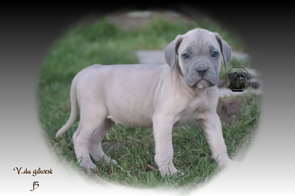 du Gilwesk - Chiot disponible  - Cane Corso