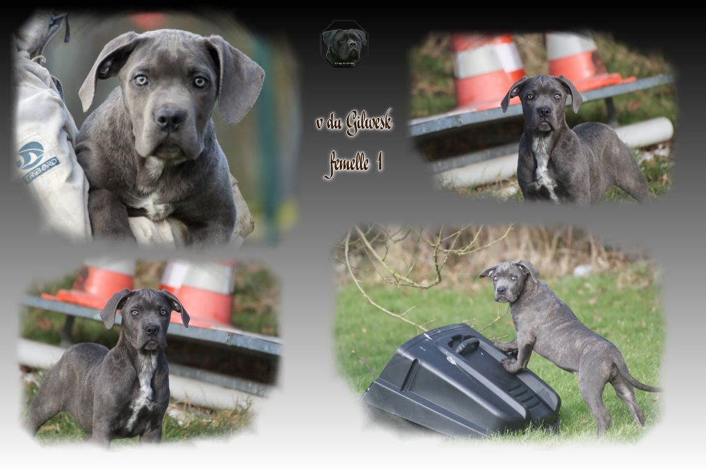 du Gilwesk - Chiot disponible  - Cane Corso